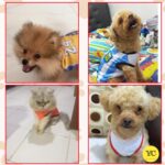 YellowCult Cotton Cute Dog T-Shirt Clothes, Summer Sweatshirts Sporty Pet Random Design Outfit for Small Breed Dog, cat, Puppy, Kitten, Diwali, Festival, Travel, Outing, Photos(M- Any 1, Multicolor) - Image 2
