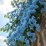 Sky Blue Bougainvillea Live Plant | Flowering Outdoor Plant | Paper Flower Plant | Buganvel, Bougainvillea Glabra Live Plant for Home Garden Balcony Outdoor (Healthy Rooted Plant)