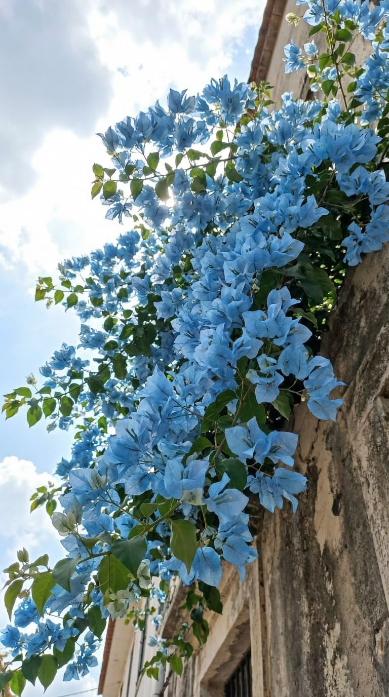 71a3qtrwWZL._SL1376_.jpg Sky Blue Bougainvillea Live Plant | Flowering Outdoor Plant | Paper Flower Plant | Buganvel, Bougainvillea Glabra Live Plant for Home Garden Balcony Outdoor (Healthy Rooted Plant) - Image 1