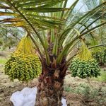 Sweet Arabian Khajur Date Palm Tree Plant, Original Healthy Hybrid Live Outdoor Fruit Plant For Home Garden (Pack Of 1) ZP_12 - Image 5
