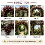 Hybrid Climbing Rose Vine Mix Seeds - All Season Japanese Variety Everbloom Multicolour Flower Plant Seeds For Outdoor Home Garden, Balcony, Walls, Gate FarmHouses (Cnt. 20+ Seeds) - Image 7
