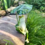 HASTHIP® Resin Frog Statue Garden Decor Planter Flower Pot Zen Desk Decor