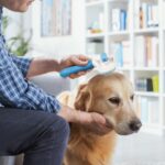 Amazon Basics Self Cleaning Slicker Pet Grooming Brush | Dogs and Cats | Rectangular Shape | Blue - Image 5