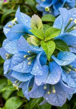 Sky Blue Bougainvillea Live Plant | Flowering Outdoor Plant | Paper Flower Plant | Buganvel, Bougainvillea Glabra Live Plant for Home Garden Balcony Outdoor (Healthy Rooted Plant) - Image 5