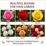 Hybrid Climbing Rose Vine Mix Seeds - All Season Japanese Variety Everbloom Multicolour Flower Plant Seeds For Outdoor Home Garden, Balcony, Walls, Gate FarmHouses (Cnt. 20+ Seeds) - Image 6