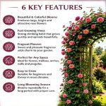 Hybrid Climbing Rose Vine Mix Seeds - All Season Japanese Variety Everbloom Multicolour Flower Plant Seeds For Outdoor Home Garden, Balcony, Walls, Gate FarmHouses (Cnt. 20+ Seeds) - Image 2