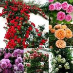 100 Seeds climbing rose seeds for home garden climbing rose imported flower seeds for home and kitchen gardening | rose seeds for home gardening | high germination rate (Rose 100 Seeeddds) - Image 3