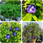 Live Red & Blue Aparajita Plant Combo | Butterfly Pea Flower Vine | Fast-Growing Ornamental Flowering Creeper for Balcony, Terrace & Garden Natural Indoor and Outdoor Plant (PACK OF 2) - Image 4