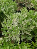 Lavender Plant Live with Pot Pack of 2 | Fragrant Lavender Flowering Herb Plant | Aromatic Indoor Outdoor Decorative Plants for Home Garden Balcony Terrace Relaxation Decor - Image 2