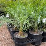 Sweet Arabian Khajur Date Palm Tree Plant, Original Healthy Hybrid Live Outdoor Fruit Plant For Home Garden (Pack Of 1) ZP_12