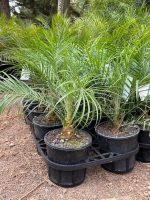 Sweet Arabian Khajur Date Palm Tree Plant, Original Healthy Hybrid Live Outdoor Fruit Plant For Home Garden (Pack Of 1) ZP_12