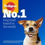 Pedigree Dentastix Oral Care Dog Treat, Adult Small Breed (5-10 kg), 440 g, Recommended by Vets, Supports Gum Health, Reduces Risk of Gum diseases - Image 12