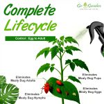Go Garden Mealy Bug Plant Protection Spray | 100% Natural Neem & Essential Oil Formula | Kills Mealy Bugs Fast | Ready to Use | Safe for All Plants – Indoor & Outdoor Pest Control 200 ml - Image 3