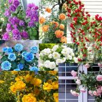 100 Seeds climbing rose seeds for home garden climbing rose imported flower seeds for home and kitchen gardening | rose seeds for home gardening | high germination rate (Rose 100 Seeeddds) - Image 4