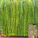 Parda Bel Live Plant | Curtain Creeper Plant for Balcony & Home Garden | Fast Growing Climber Plant for Wall, Gate & Fence | Outdoor Decorative Green Plant (Pack of 1)