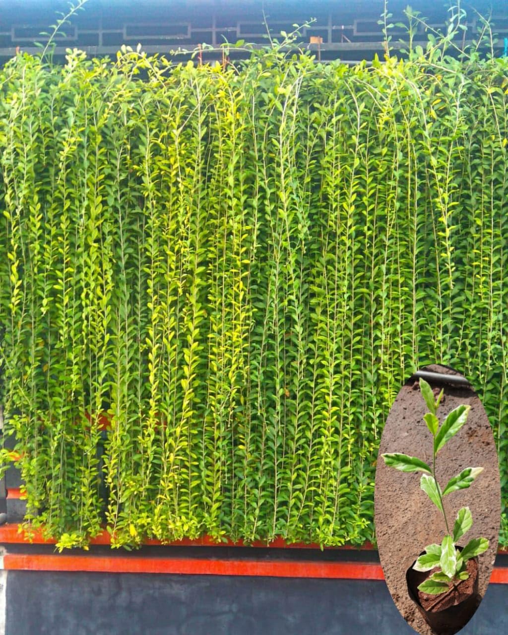 81UGnCSEASL._SL1280_.jpg Parda Bel Live Plant | Curtain Creeper Plant for Balcony & Home Garden | Fast Growing Climber Plant for Wall, Gate & Fence | Outdoor Decorative Green Plant (Pack of 1) - Image 1