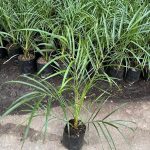 Sweet Arabian Khajur Date Palm Tree Plant, Original Healthy Hybrid Live Outdoor Fruit Plant For Home Garden (Pack Of 1) ZP_12 - Image 4
