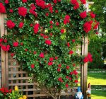 100 Seeds climbing rose seeds for home garden climbing rose imported flower seeds for home and kitchen gardening | rose seeds for home gardening | high germination rate (Rose 100 Seeeddds) - Image 2