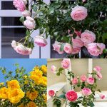 100 Seeds climbing rose seeds for home garden climbing rose imported flower seeds for home and kitchen gardening | rose seeds for home gardening | high germination rate (Rose 100 Seeeddds) - Image 7