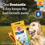 Pedigree Dentastix Oral Care Dog Treat, Adult Small Breed (5-10 kg), 440 g, Recommended by Vets, Supports Gum Health, Reduces Risk of Gum diseases - Image 2