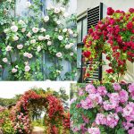 100 Seeds climbing rose seeds for home garden climbing rose imported flower seeds for home and kitchen gardening | rose seeds for home gardening | high germination rate (Rose 100 Seeeddds) - Image 5